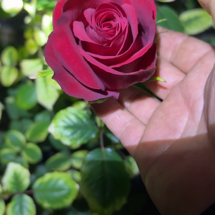 无花朵不朽根接小苗