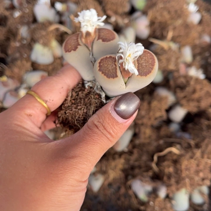 双头菊文章888888888