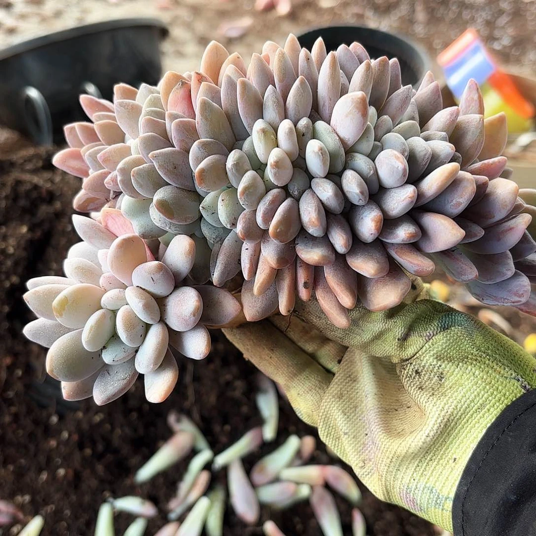 吃****?粉兔缀化发货