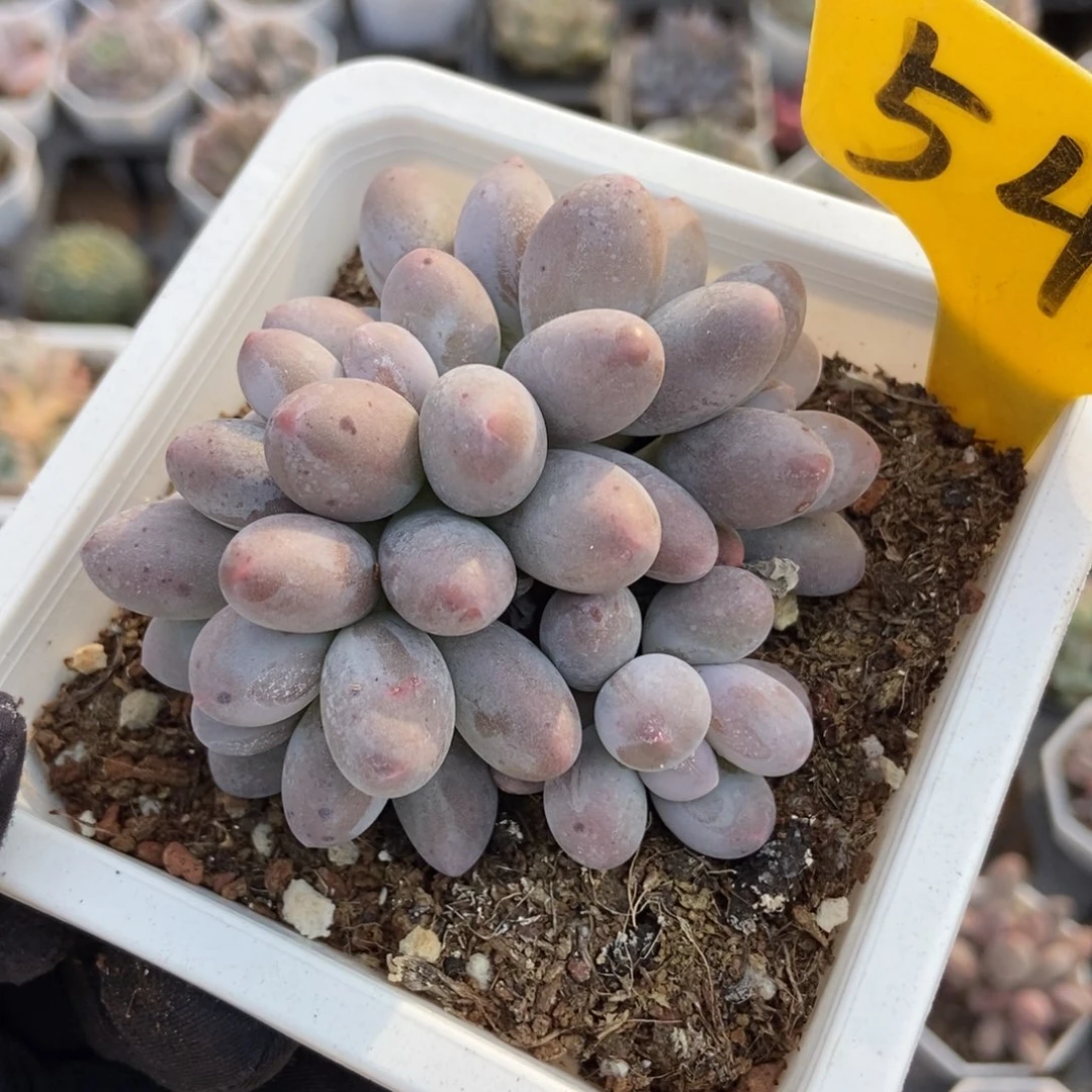 546汤圆多肉植物多肉