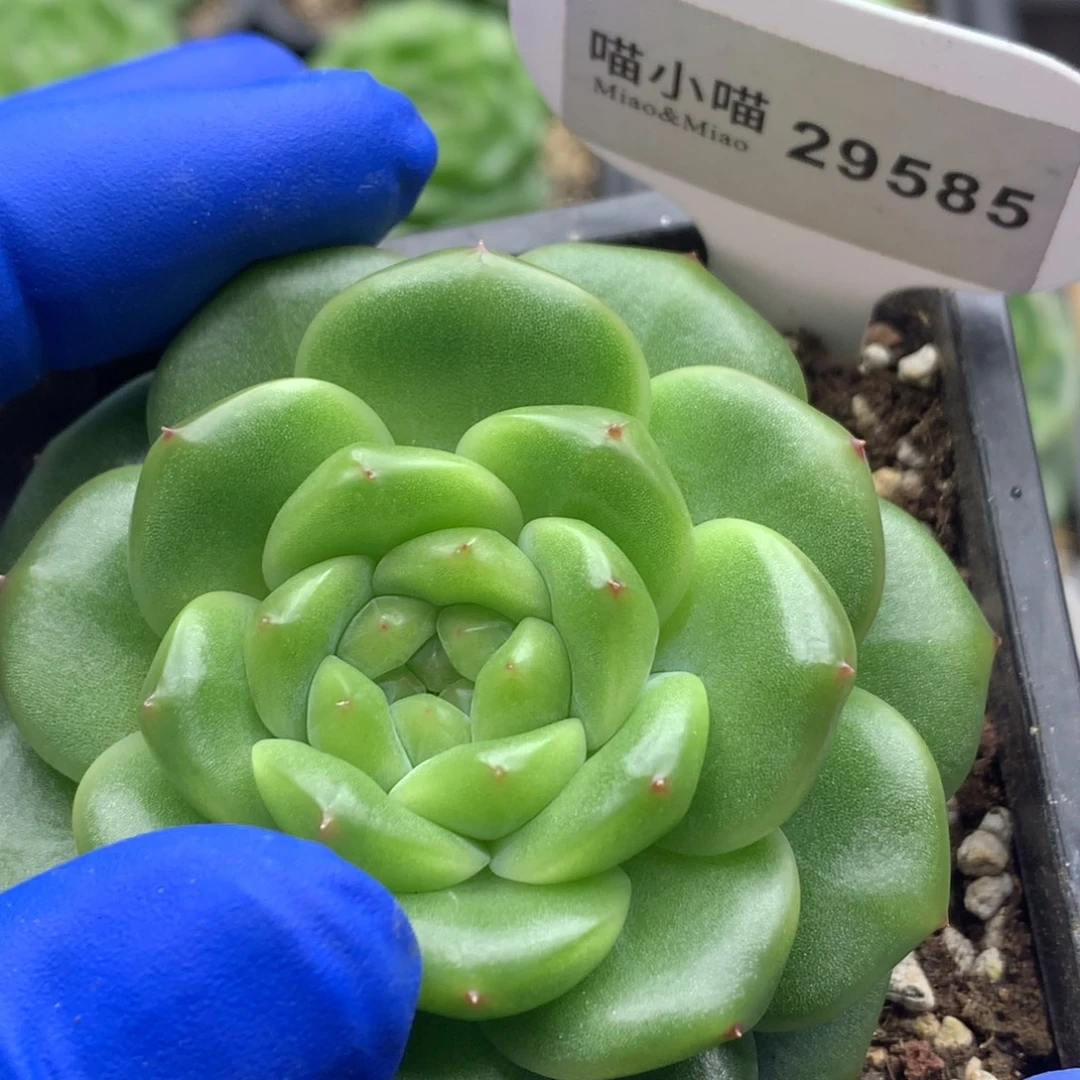 多肉植物杂交珍妮