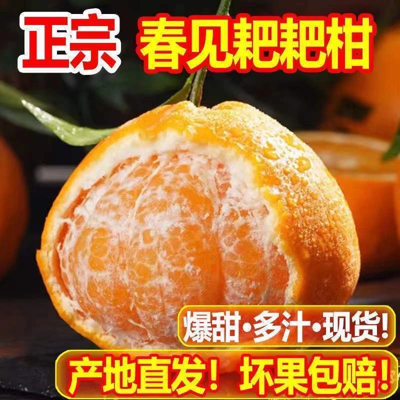 四川春见耙耙柑纯自然成熟无科技薄皮多汁酸甜孕妇水果新鲜耙耙柑