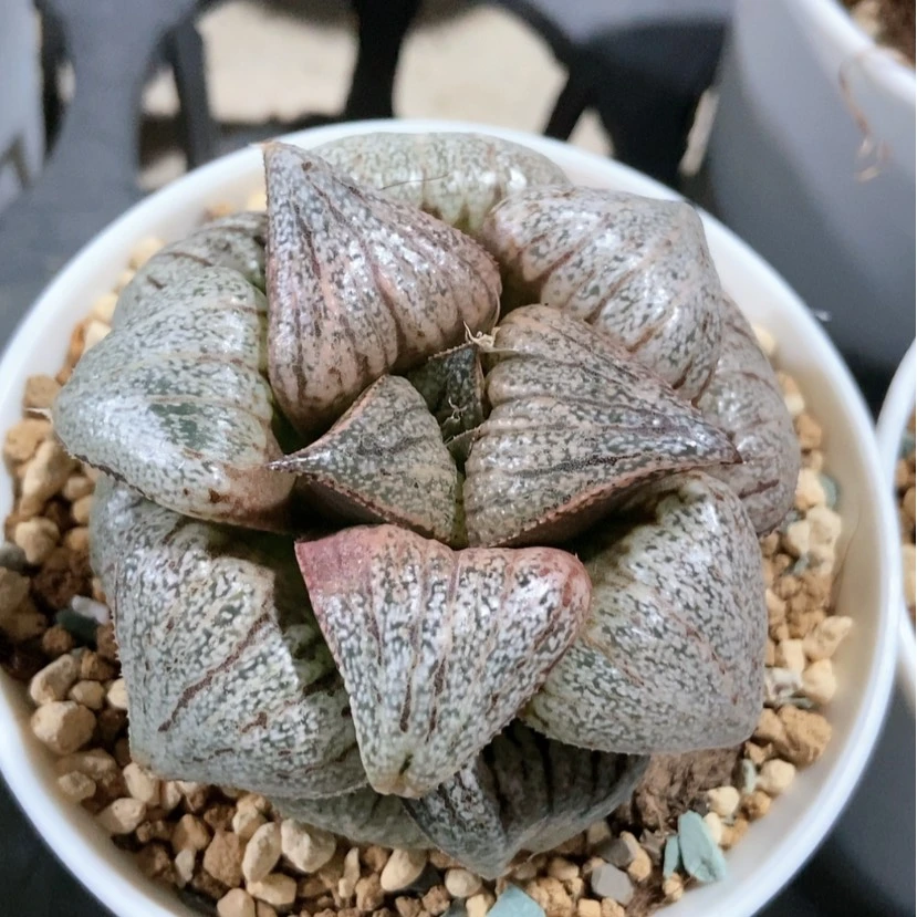 【闪购商品】翡翠白银