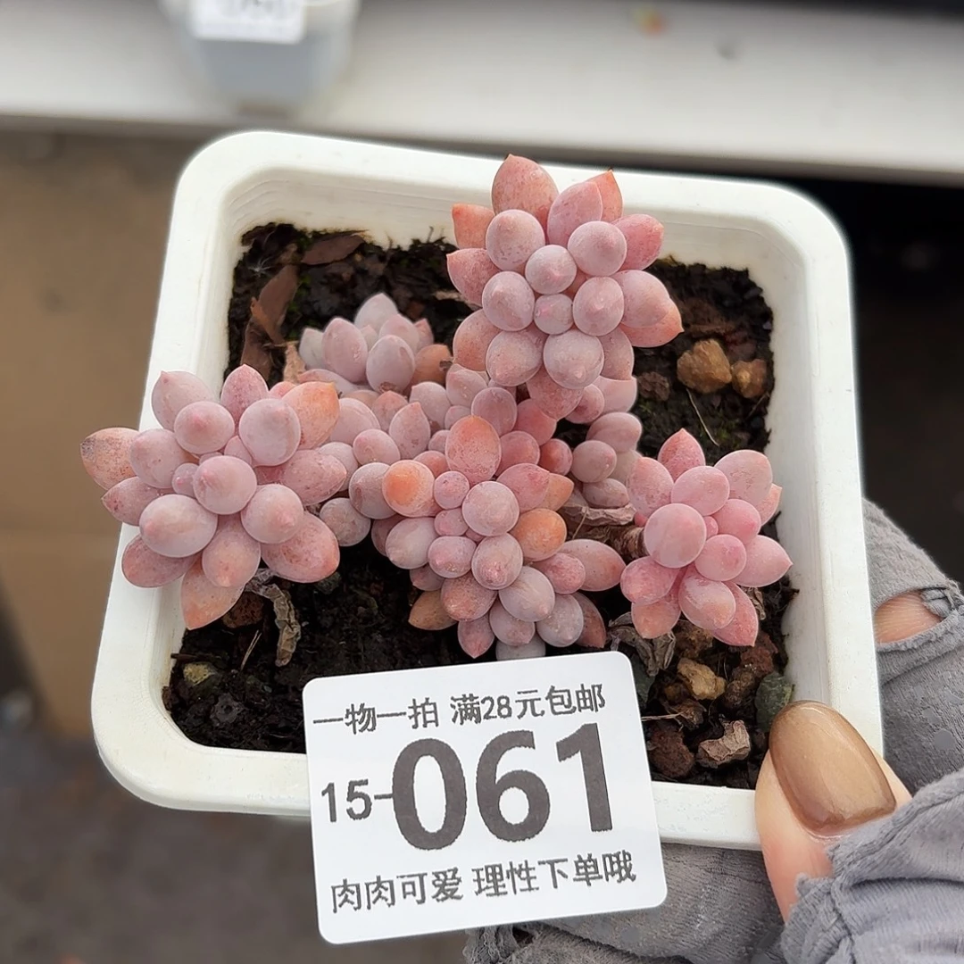 婴儿手指无盆土发货无盆