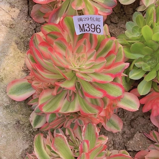 殷*396粉女巫多肉植物