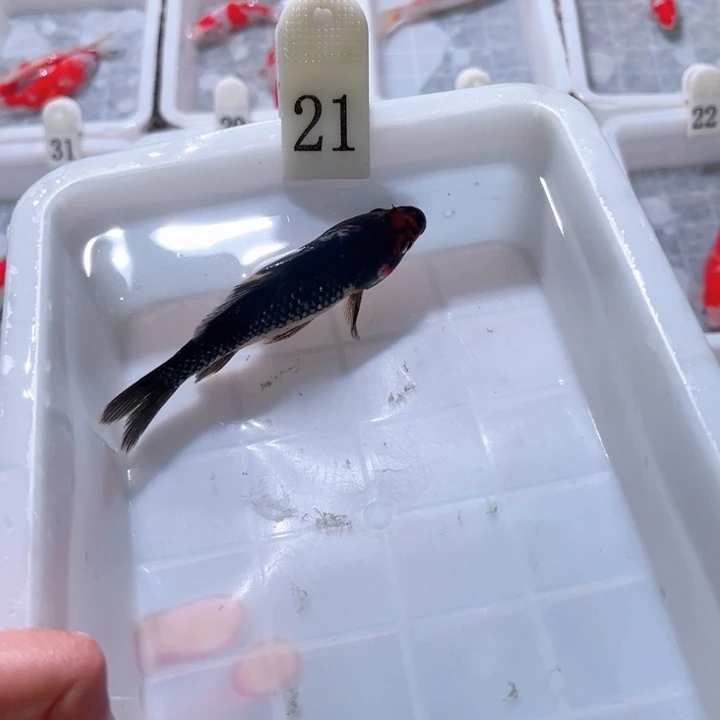 随***圆海水鱼福利多多1一20