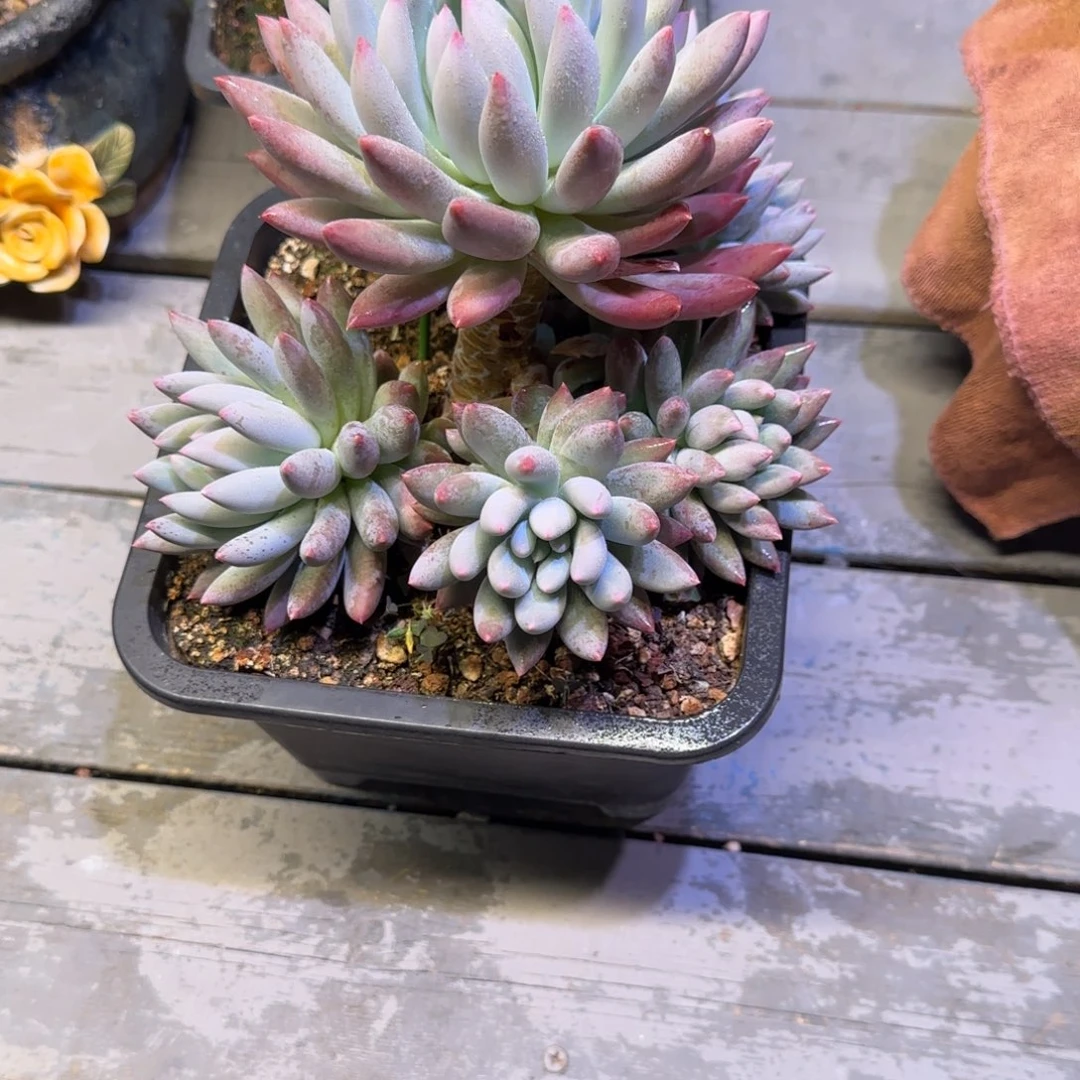 所罗门群生多肉植物一物一拍