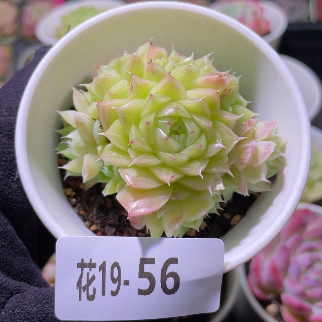 花利美19-56麦秆群