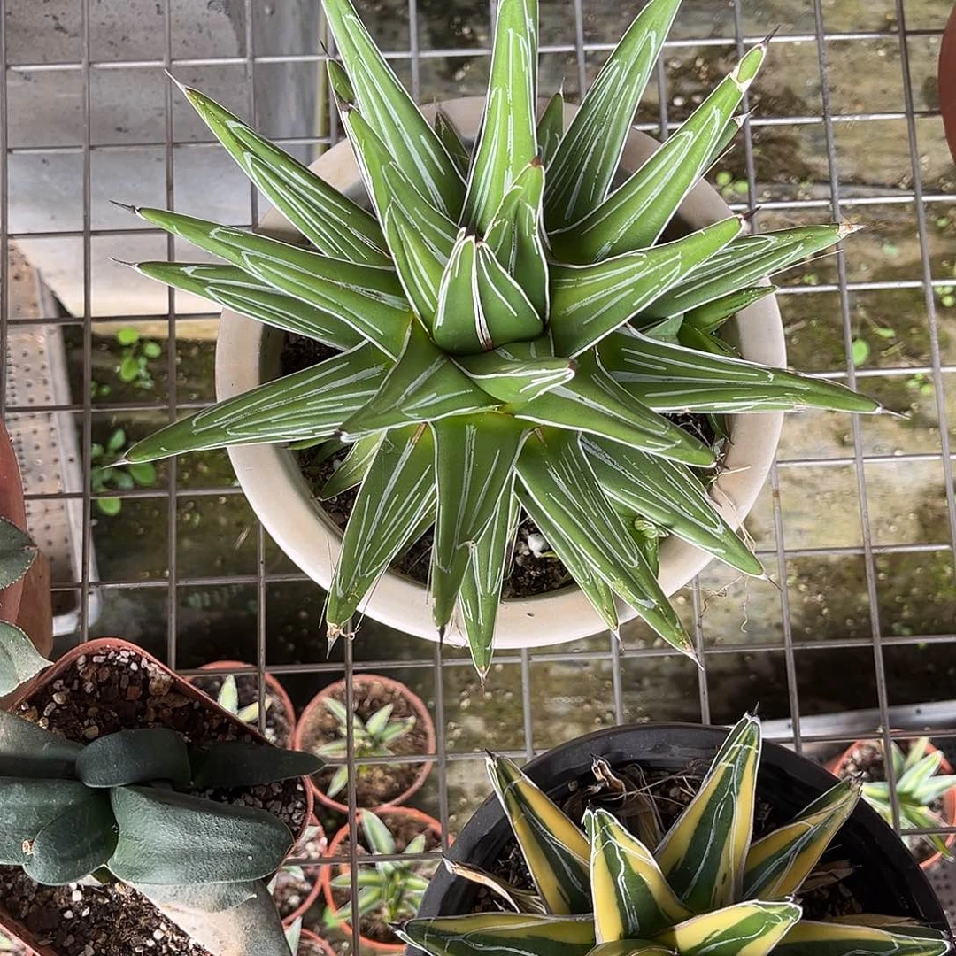 斌***礼条纹世之雪花卉绿植