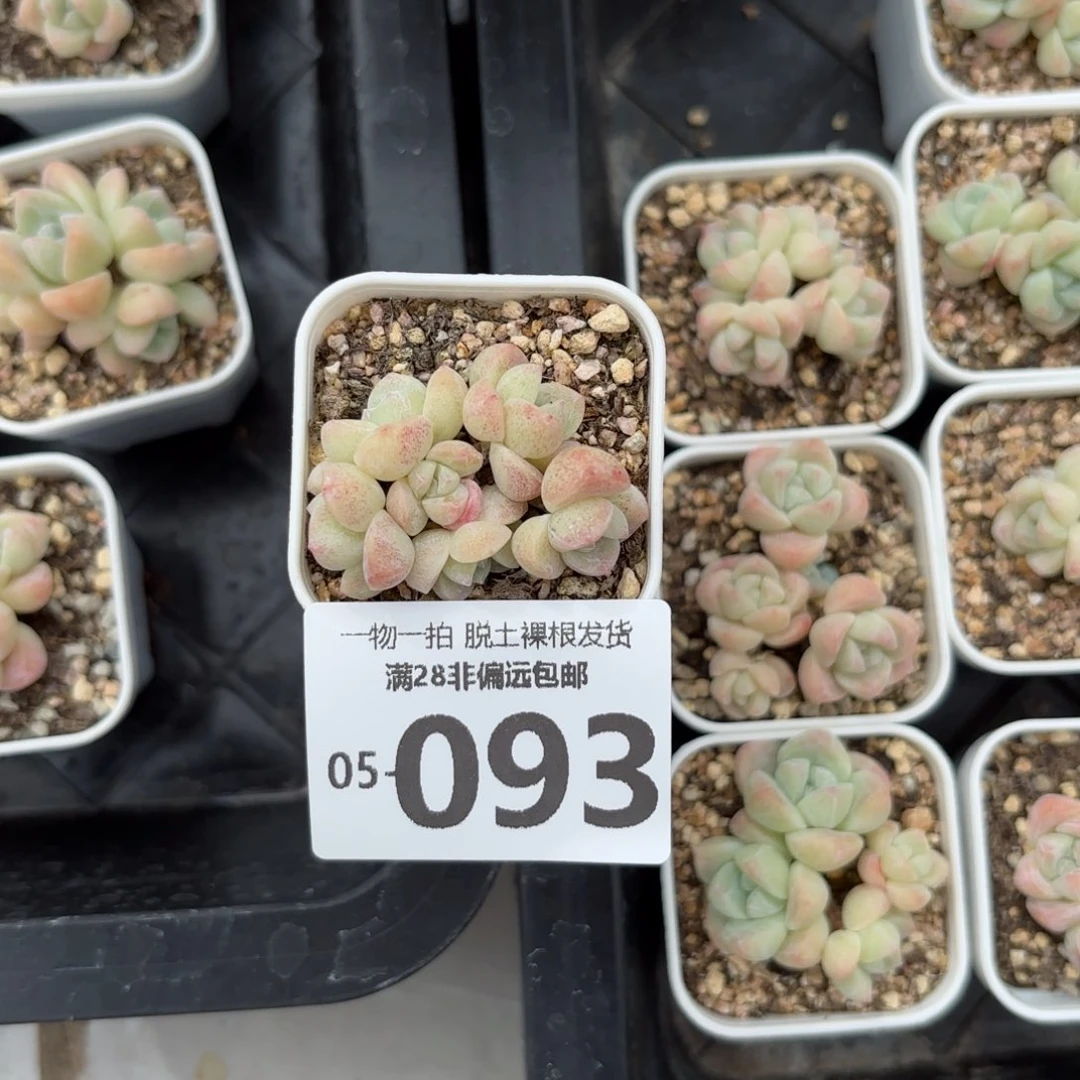 冰玉老桩多肉多肉多肉