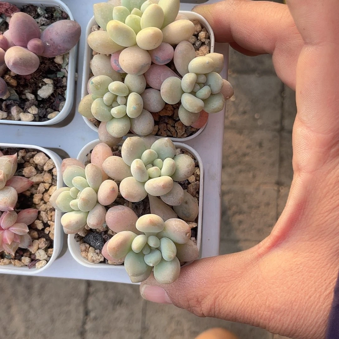 鱼子酱 2盆 脱土发货 5