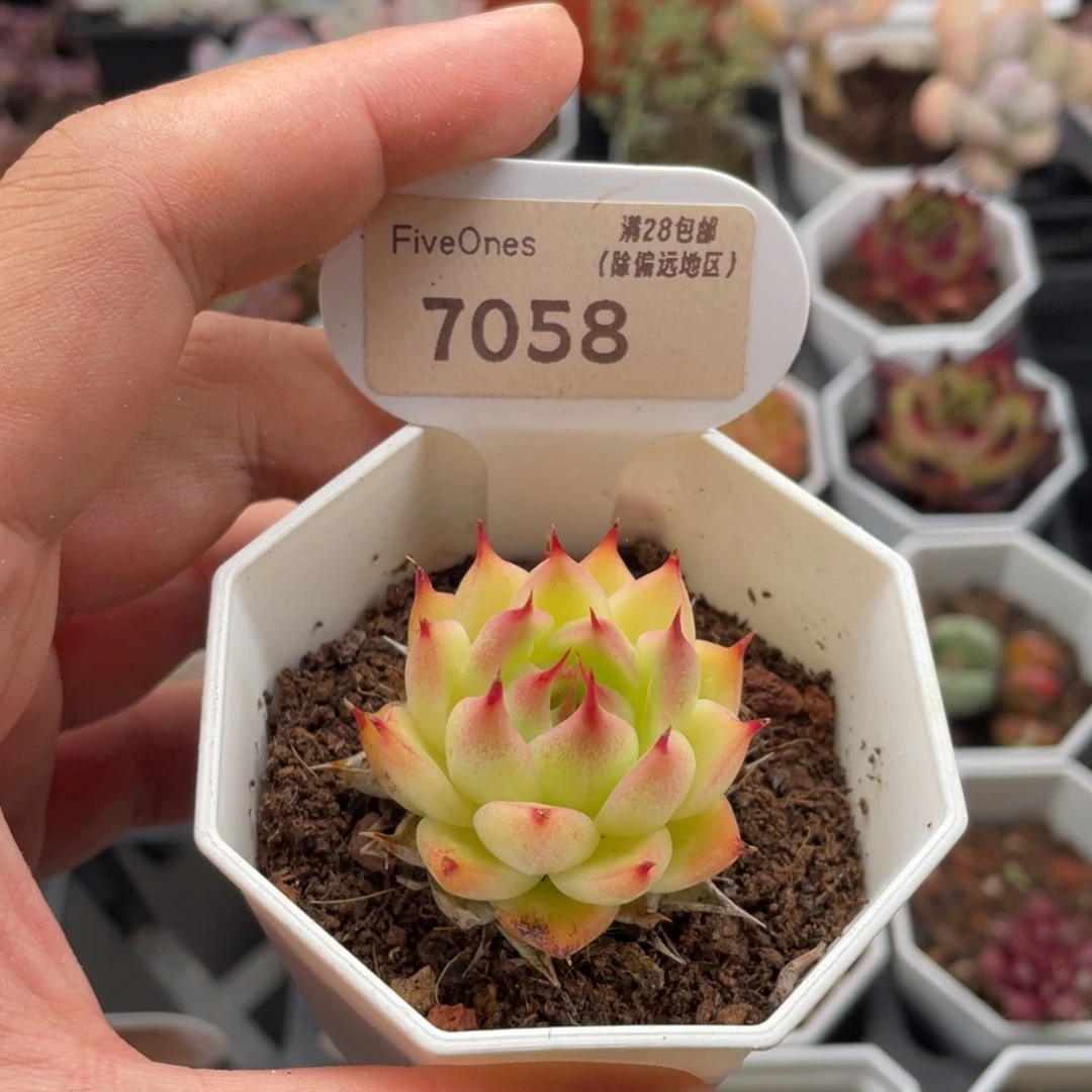 托斯卡内利7058-3.5厘米