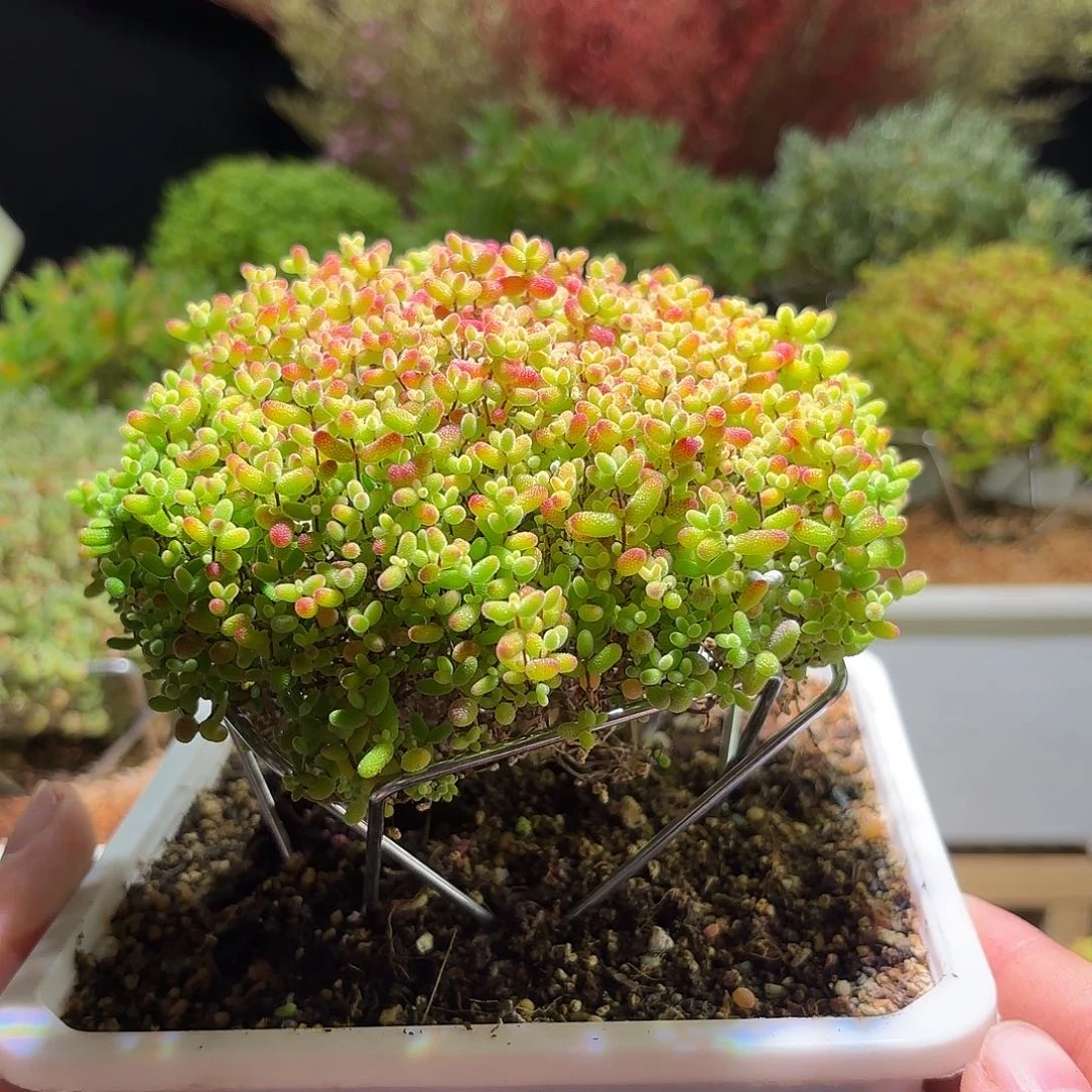 枝干番杏大密橘13左右冠幅H478