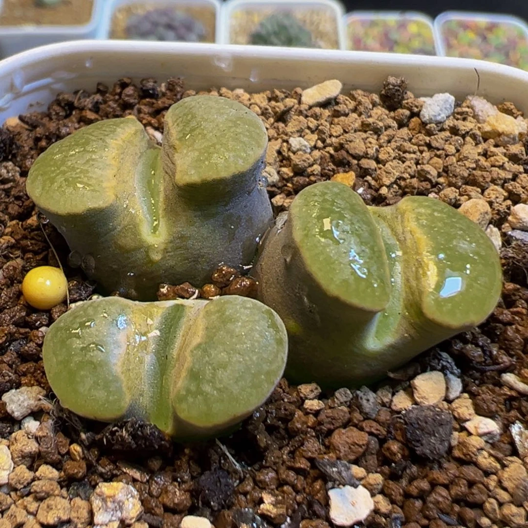 116多肉植物百科母本磁铁