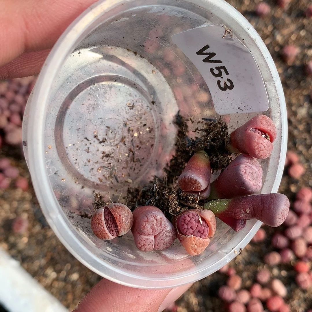 ?****?W53多肉植物保护