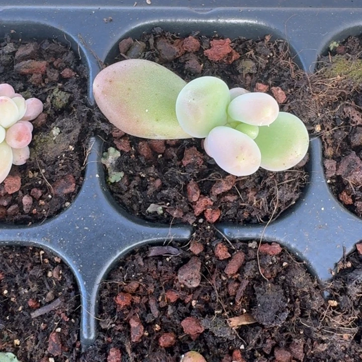 刚果奶 叶插 一物一拍