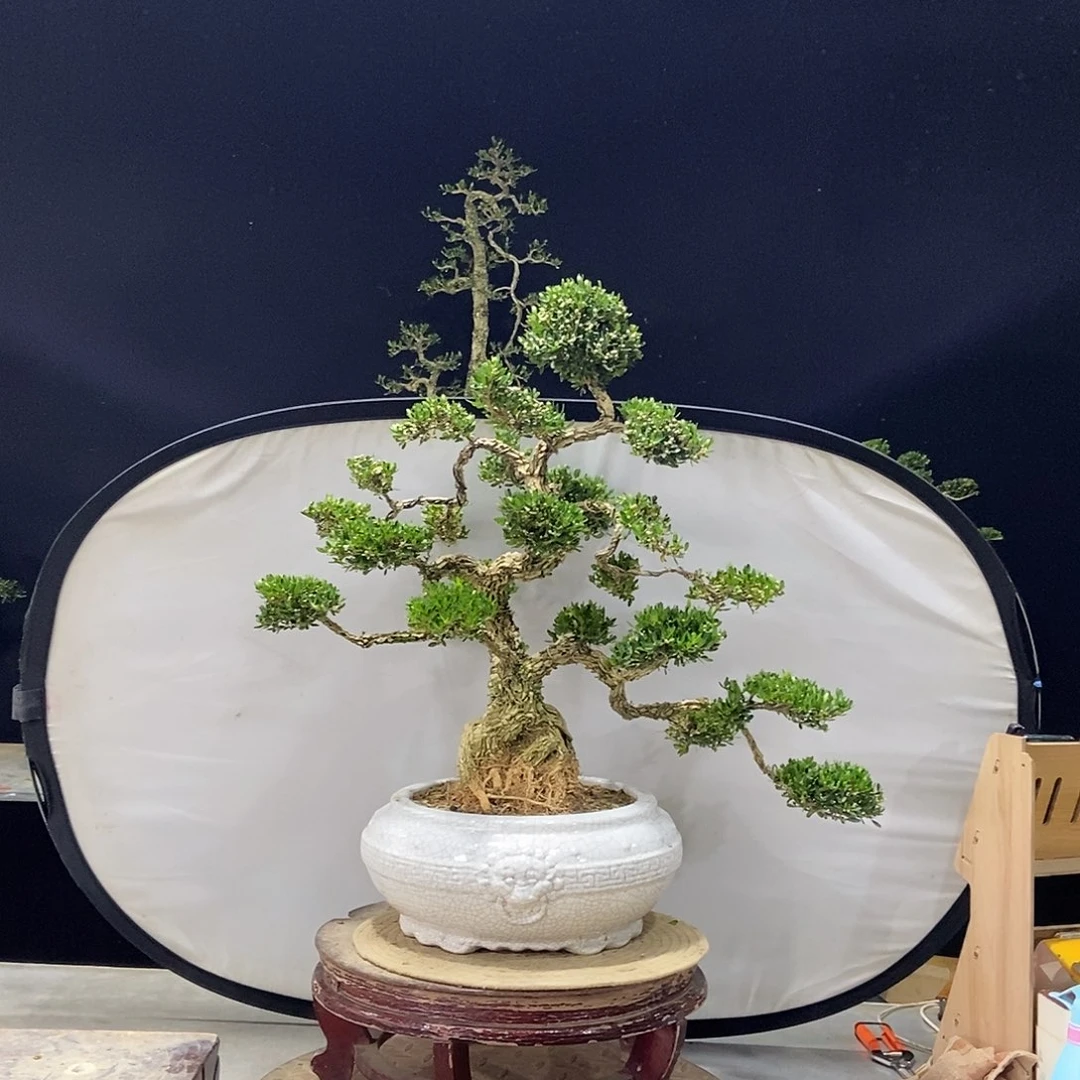 当前无花朵，栽培后可花朵