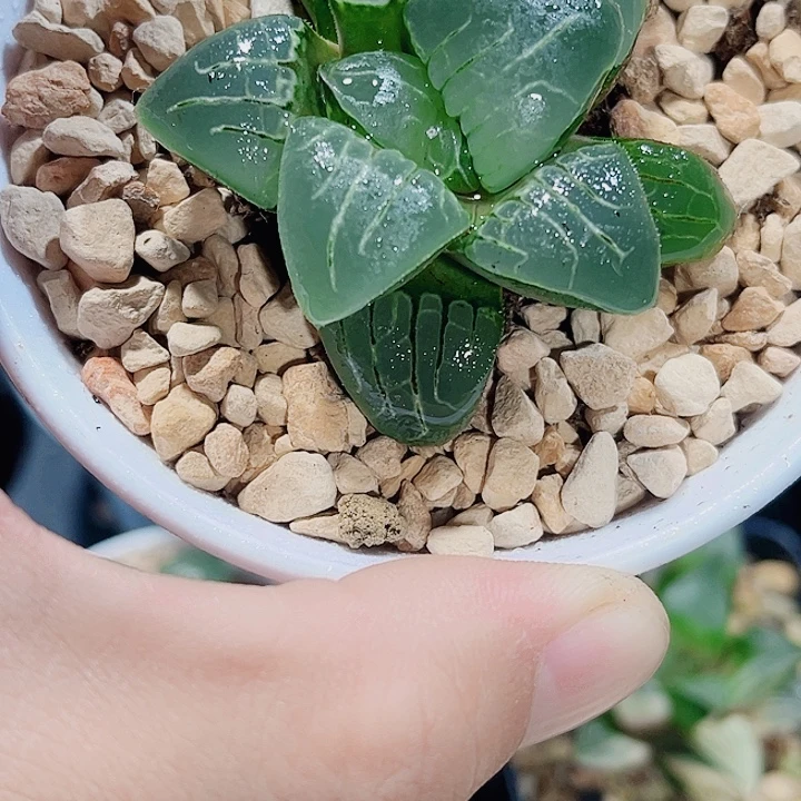 粉色甜心精品十二卷