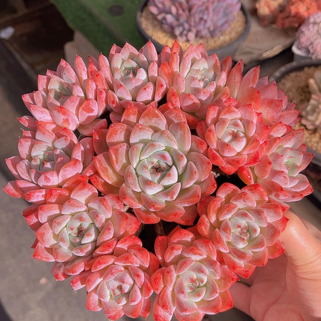 韩版如梦令捧花多肉