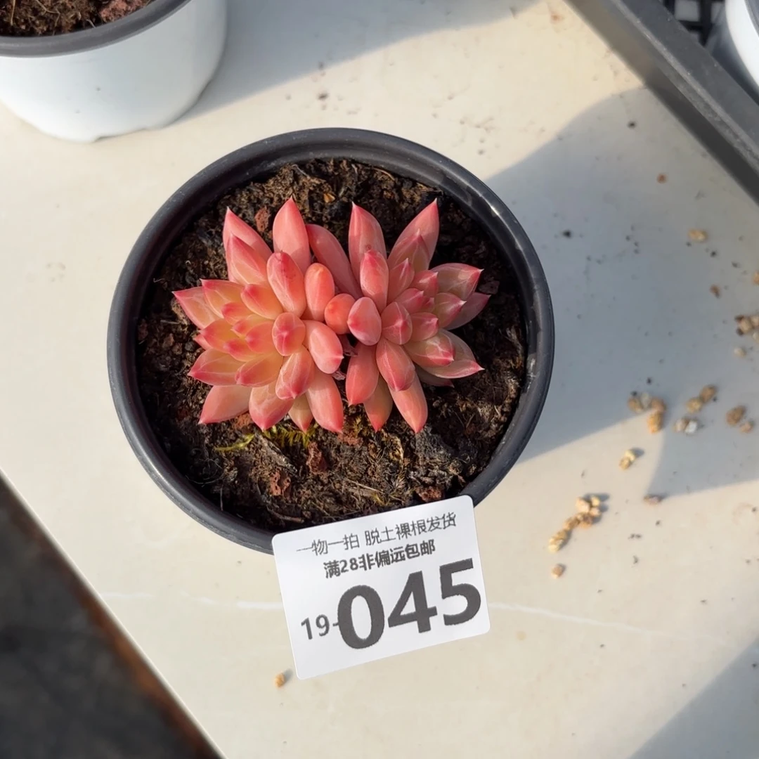 甲骨文多肉多肉多肉