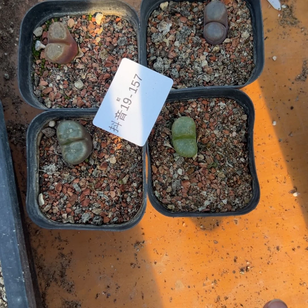 19-157肉锥多肉植物，