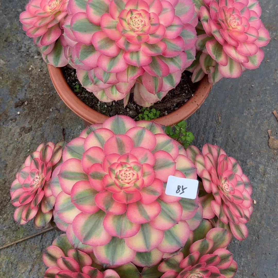 8485荔枝倾城多肉植物系