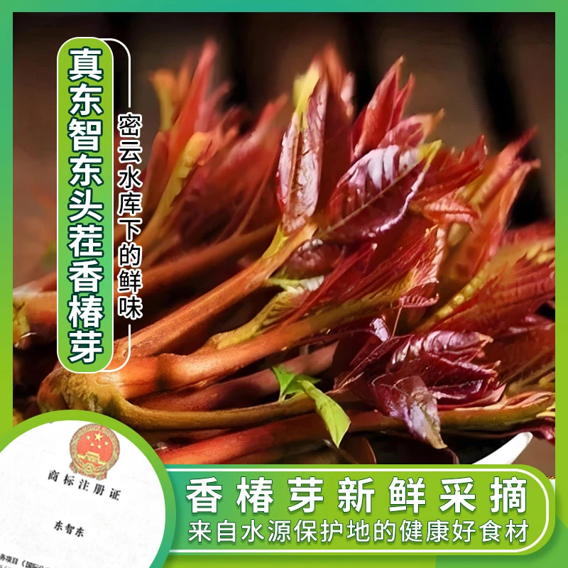 密云东智东头茬香椿芽2斤礼盒装