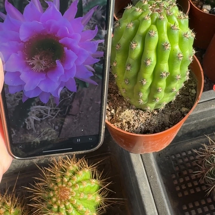 219毛花柱佛拉门戈脱土发货根8公分左右