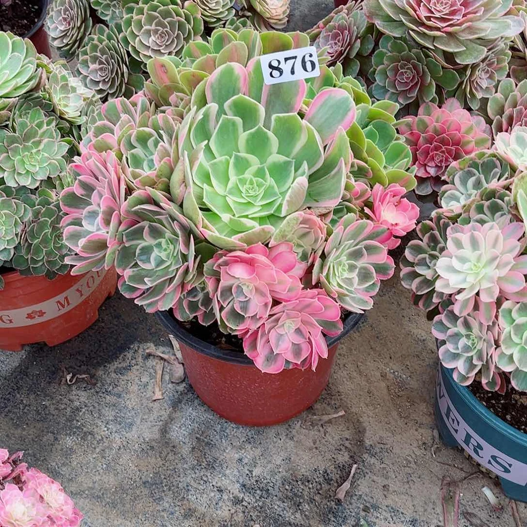 无花朵永***8多肉植物男神寄养876