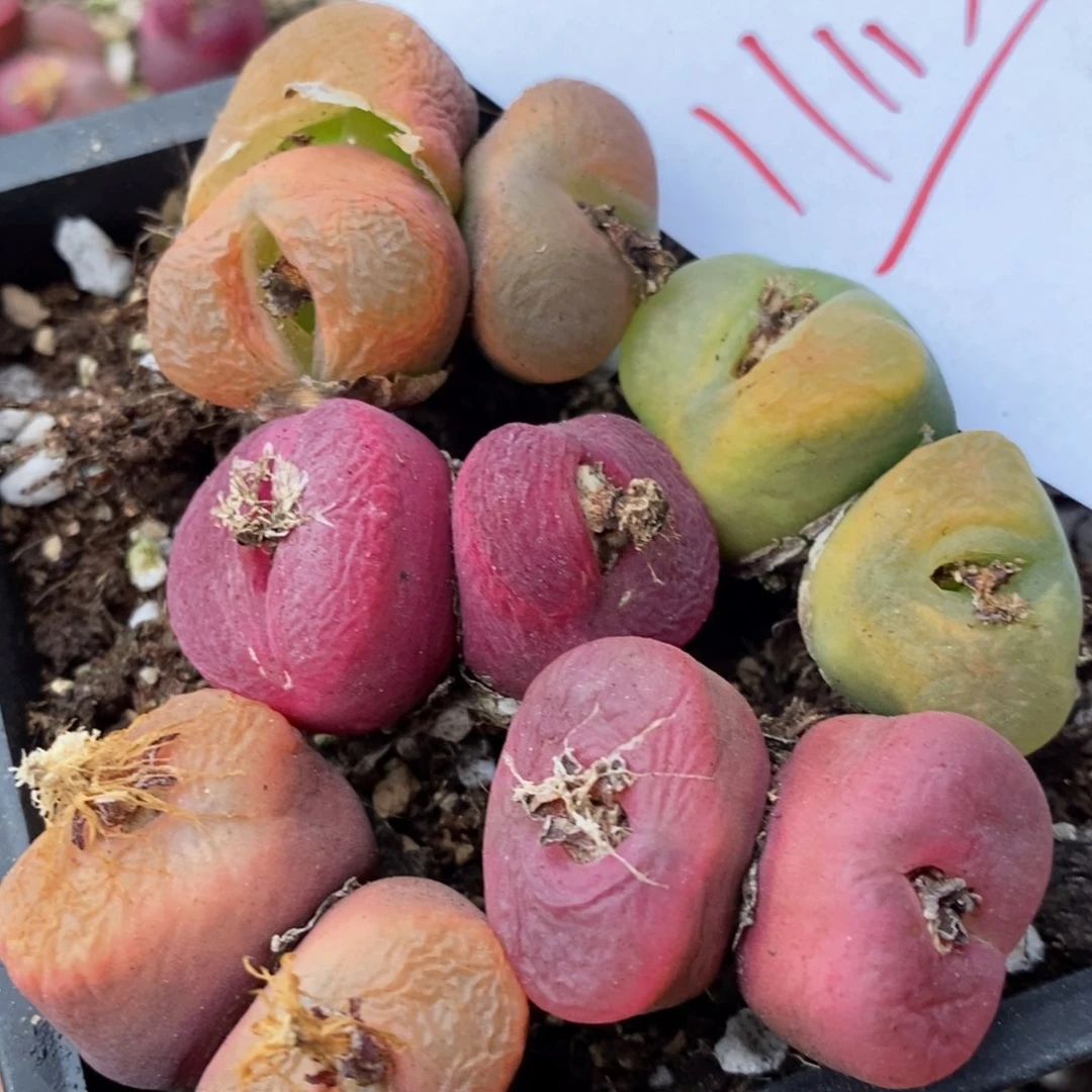 11115一组一组一组