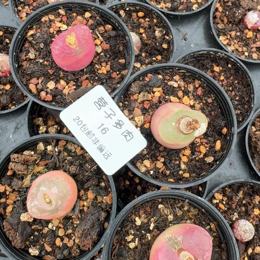 16四颗粉毛脱土发货