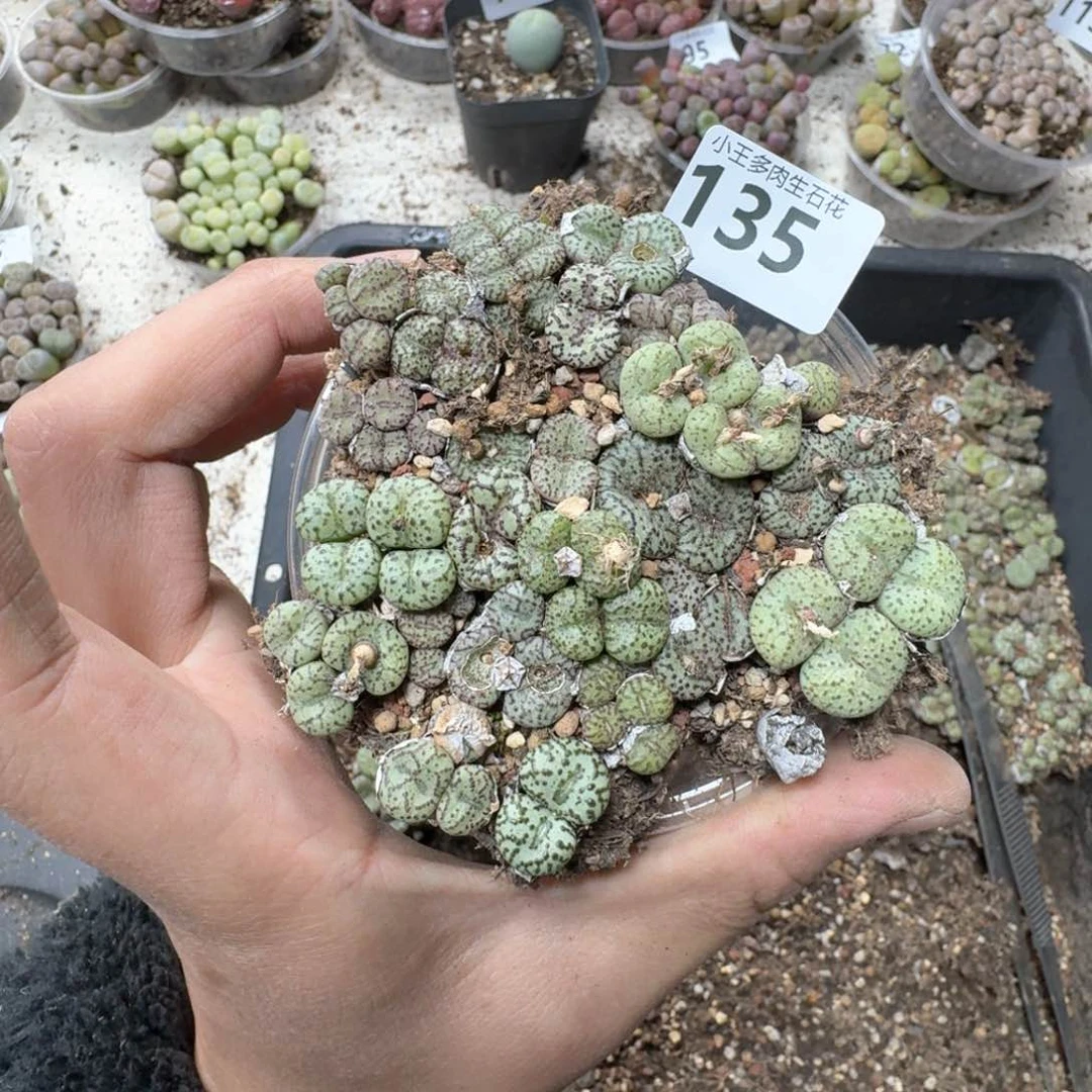 135。 彩色安贞一盒。多肉植物