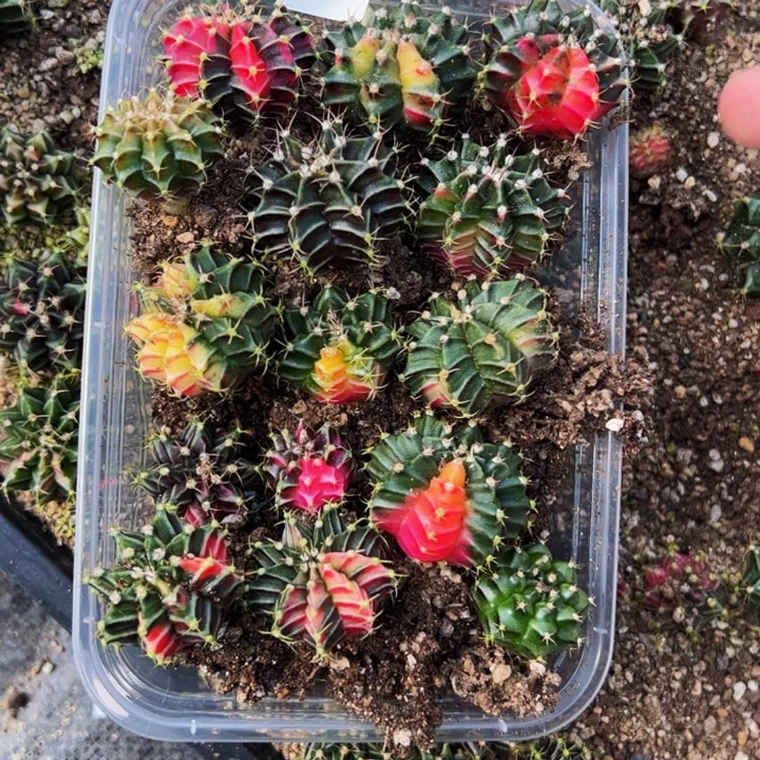 当前无花栽培后可以开花188