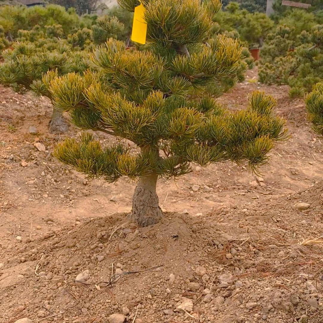 【闪购商品】五针松盆景@****@