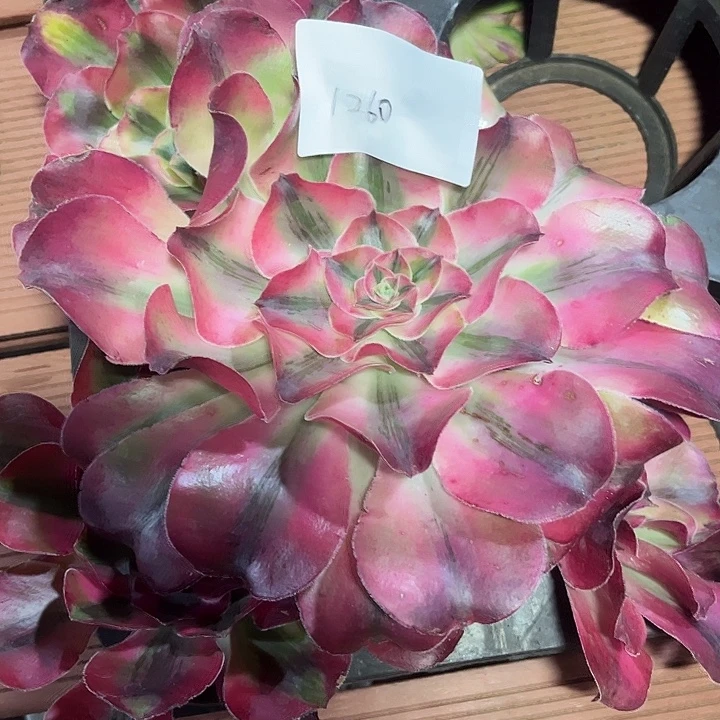 小***～爱丽丝多肉植物保护1260