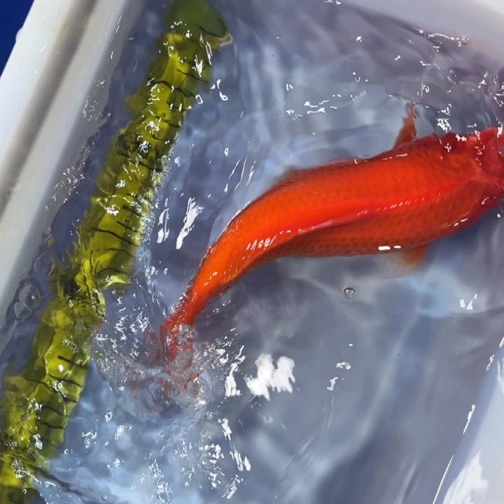 锦鲤锦鲤红白三色