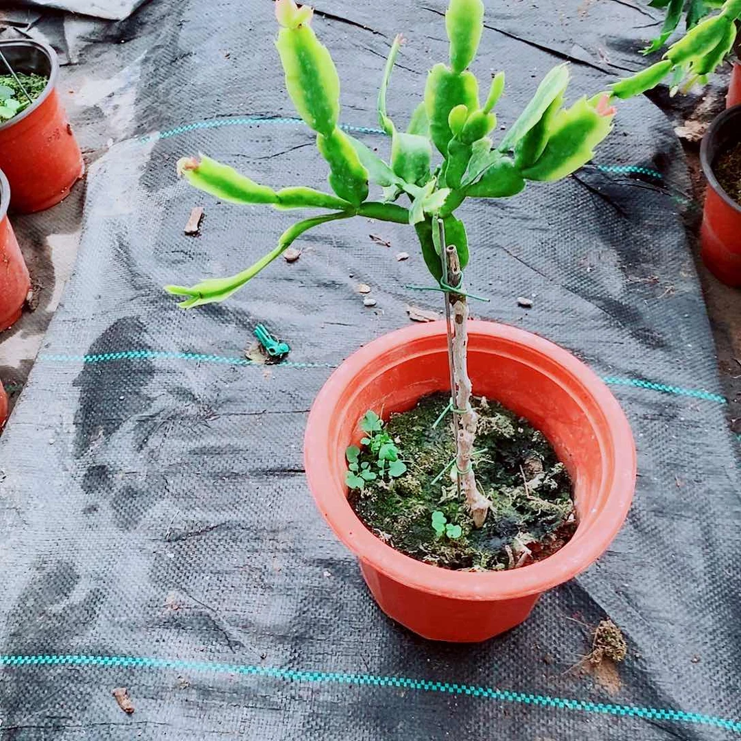 山***景无花朵千叶公主叶仙嫁接带花架