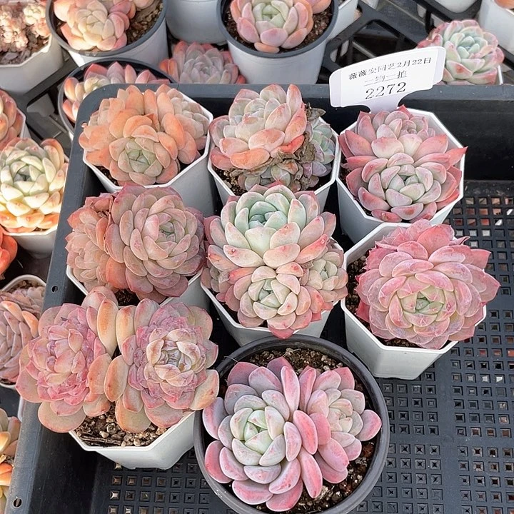 薇薇安园艺多肉2272