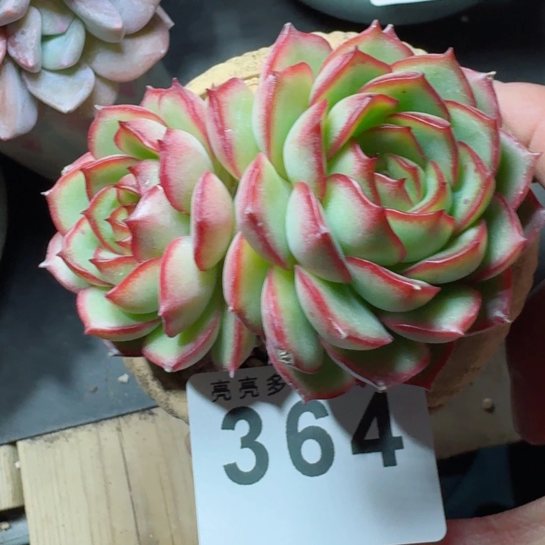 梦幻      愿你一路坦途，乘风破浪展宏图