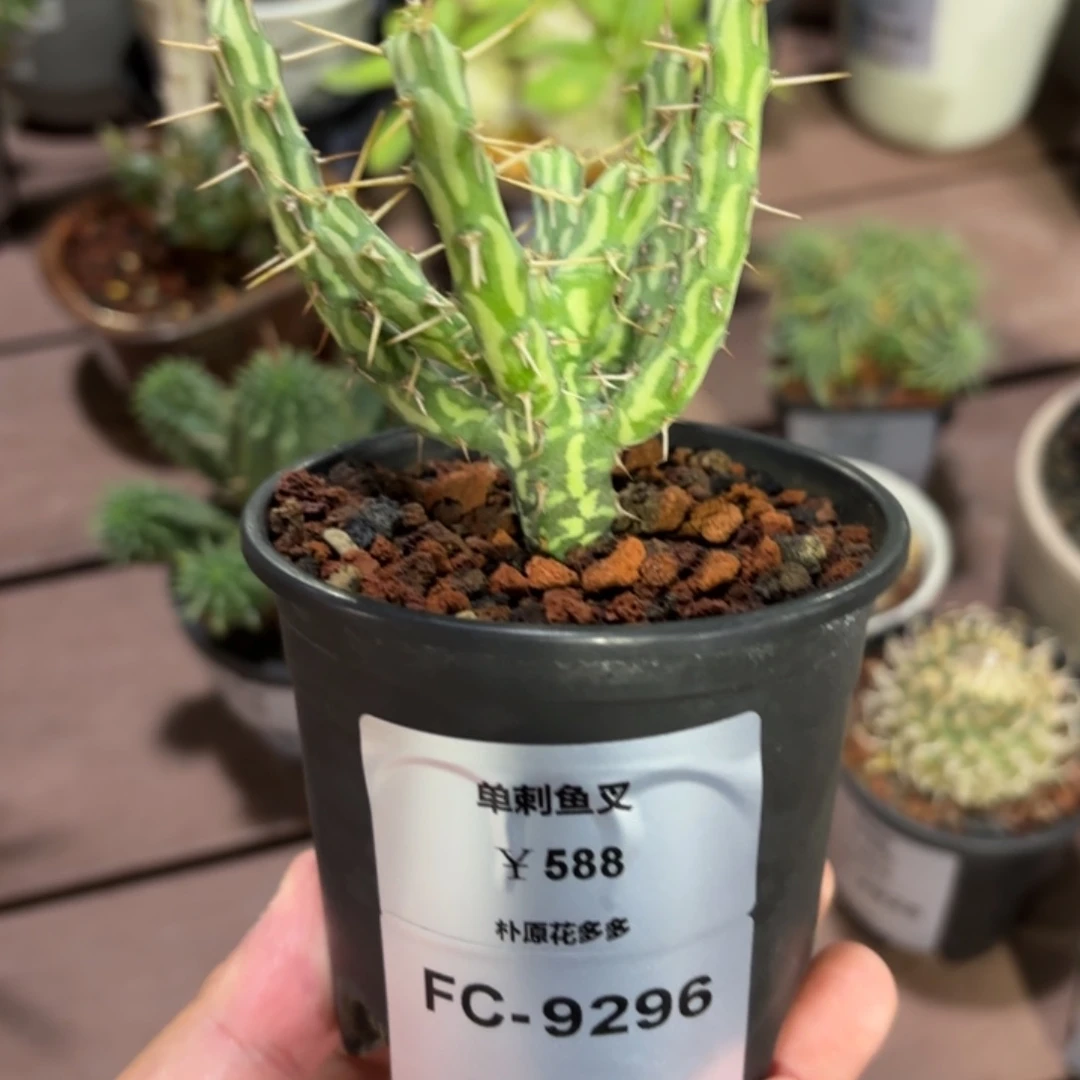 单刺鱼叉大戟FC-9296