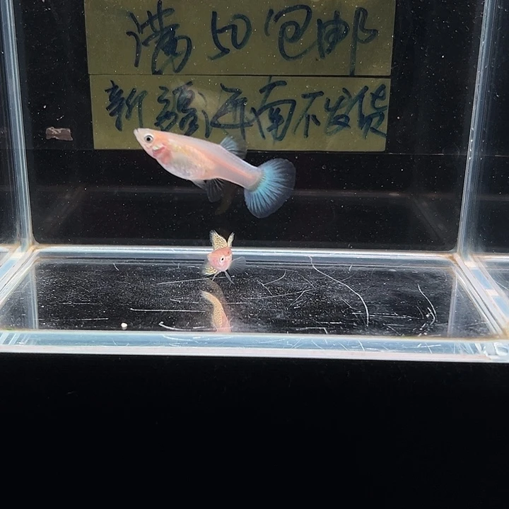 孔雀鱼小青蛇孔雀鱼