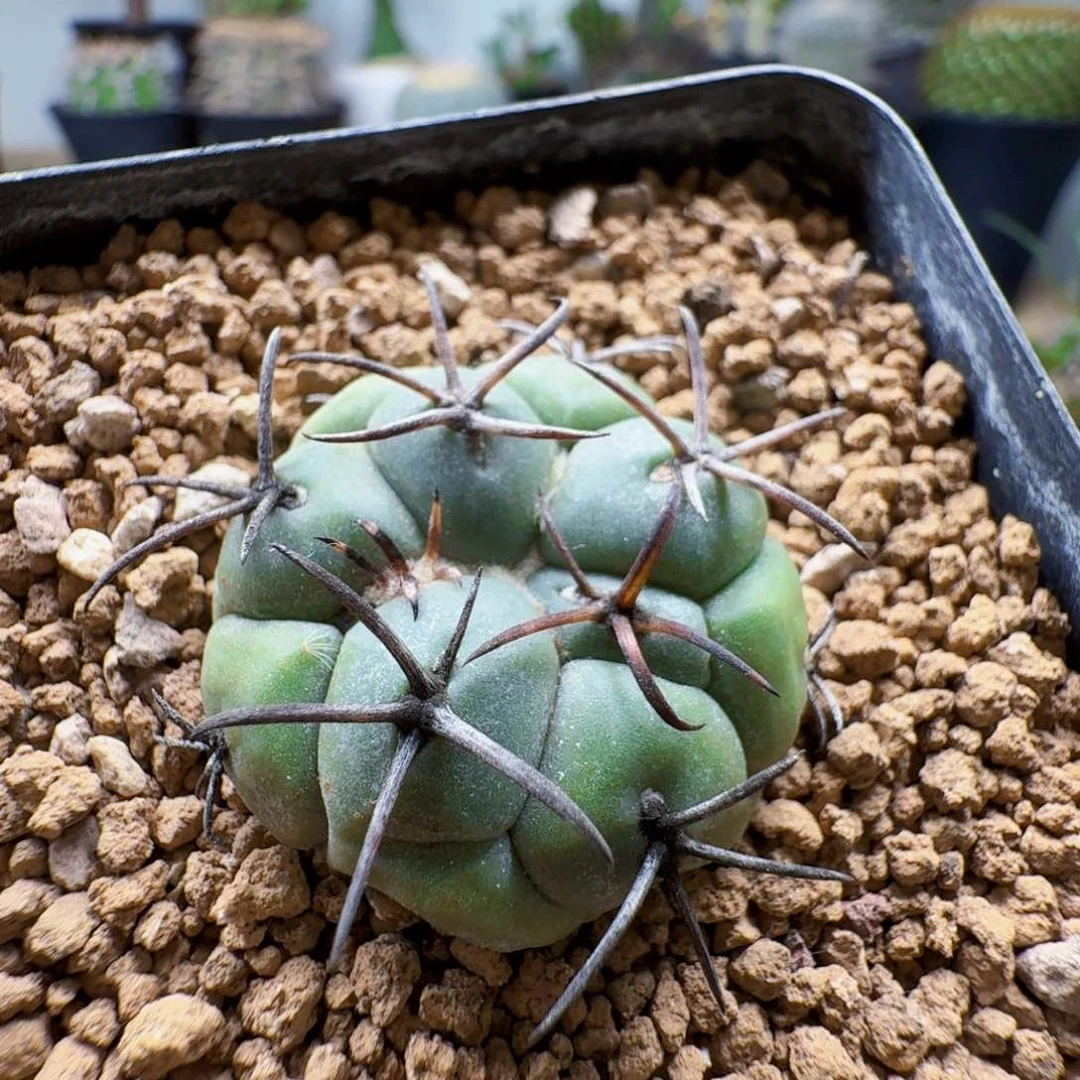 无花朵实生大祥冠尺寸3.2