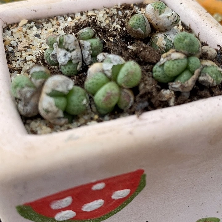 蟠桃斑马一群。