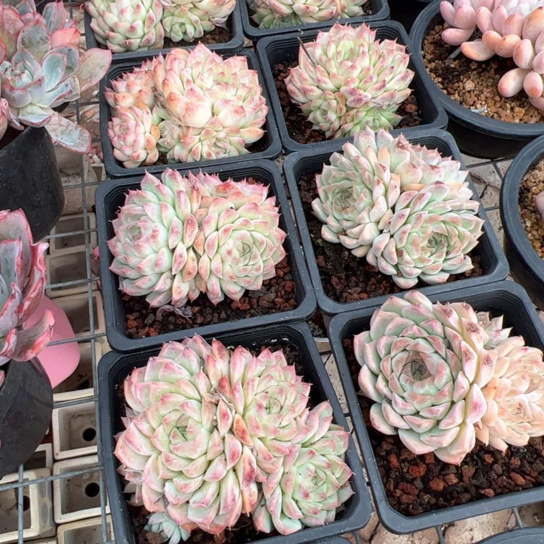 新疆包邮 桃熏女王