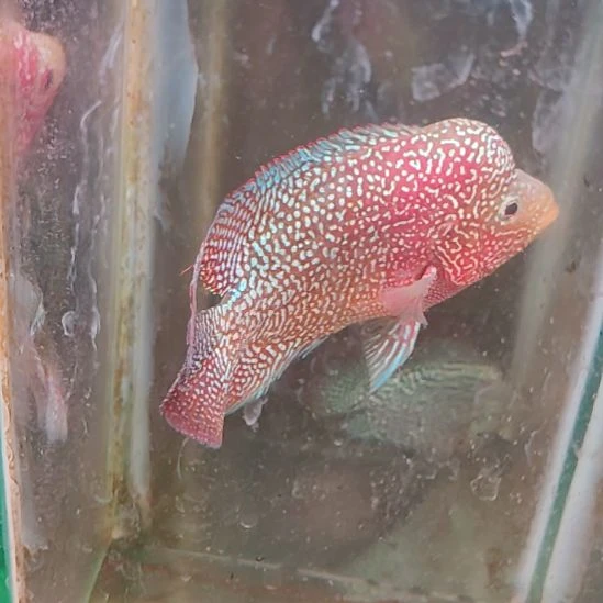 海水鱼2222222222222
