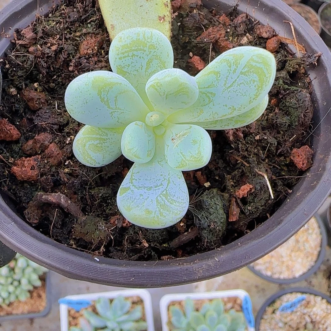 海尼亚小苗一物一拍