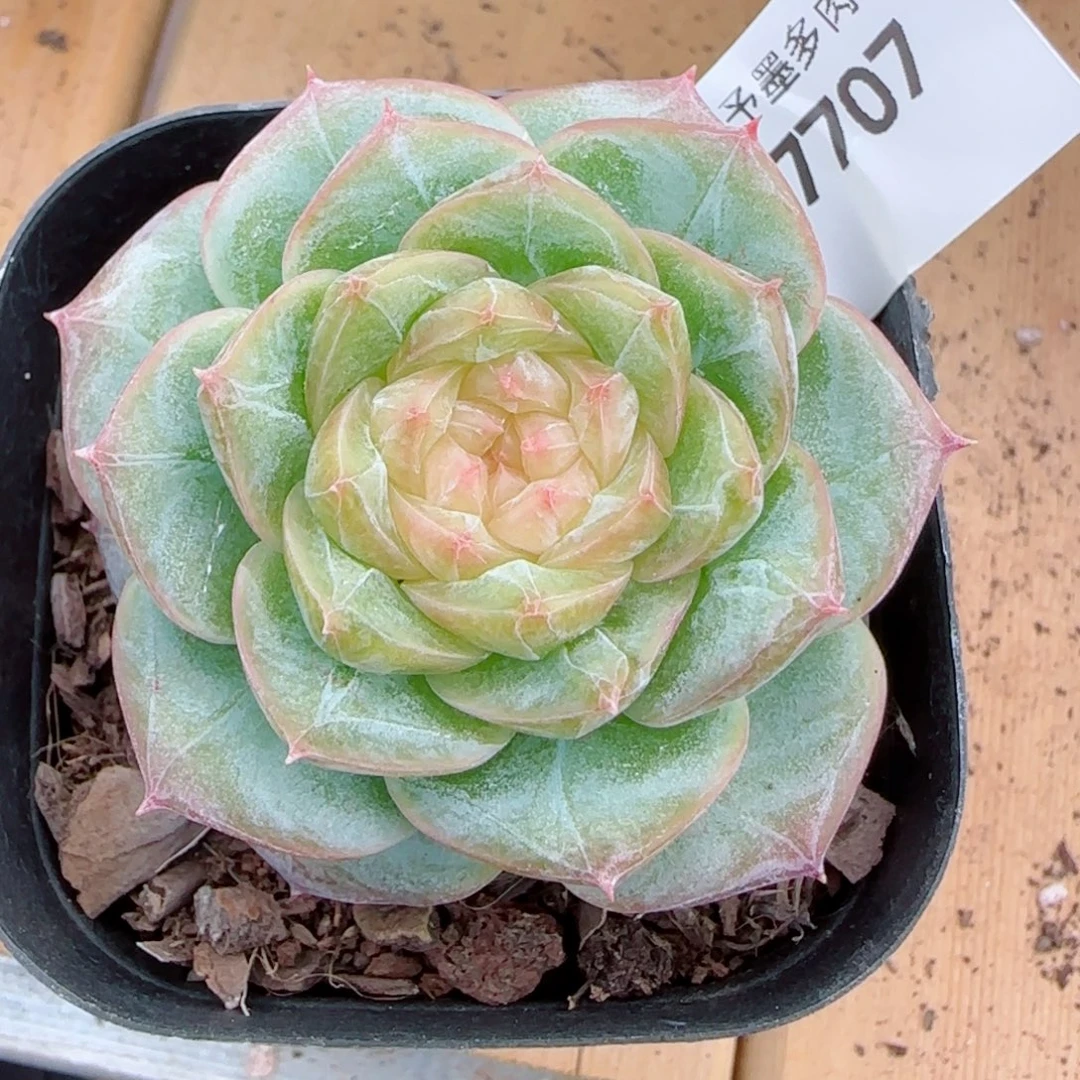 暮光之城，7707多肉植物