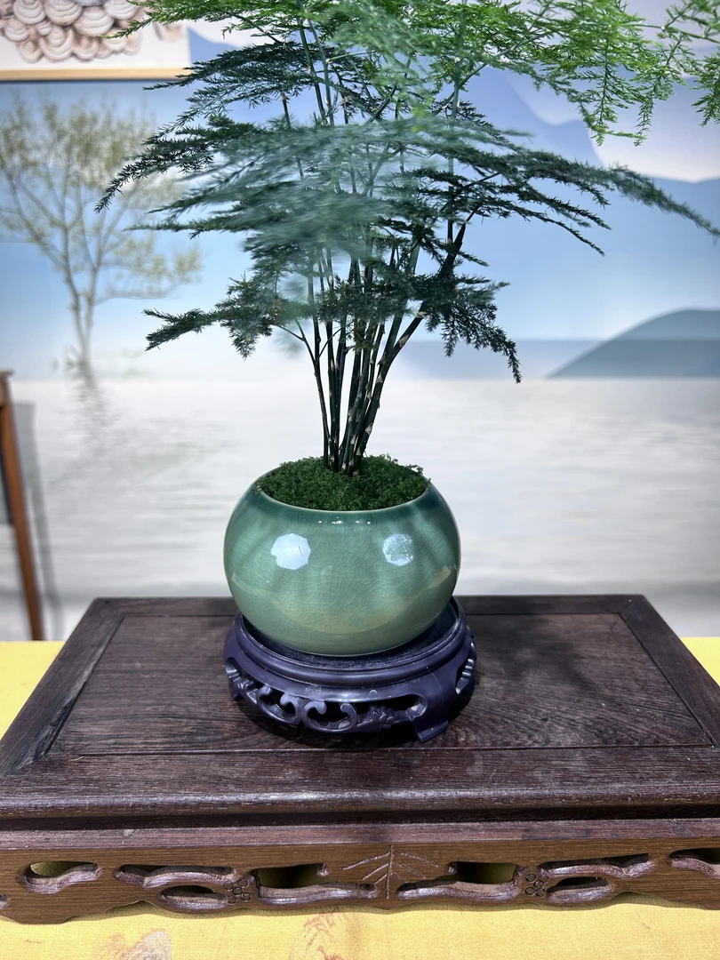 铁杆文竹室内盆景适合办公室客厅桌面摆放四季常青绿植庭院树苗