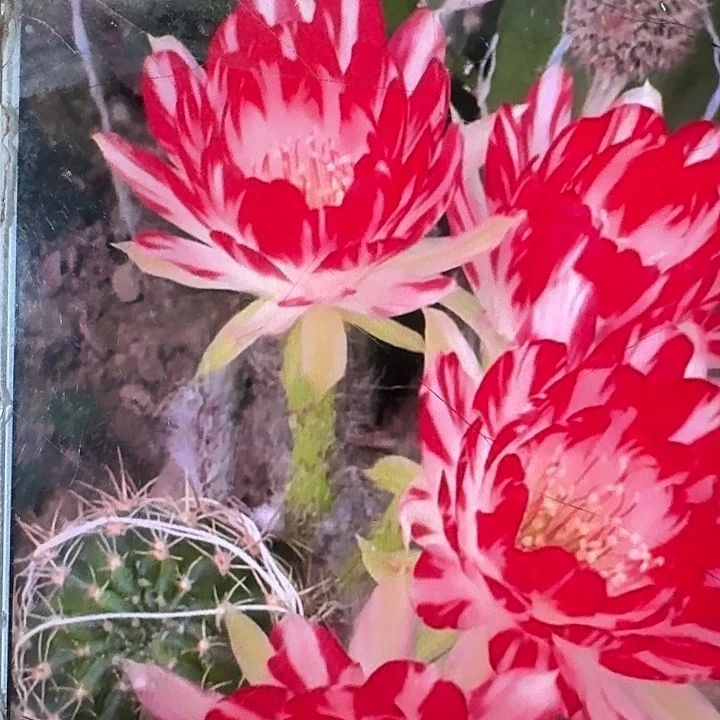 德三丽花侧芽3公分
