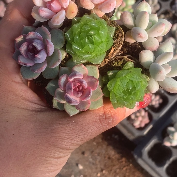 樱水晶 黑橙子。香水。樱花。乘2